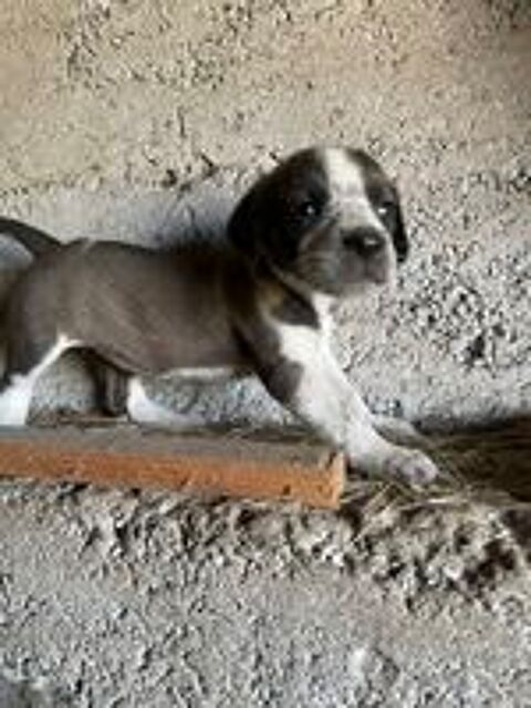   Chiots border collie 
