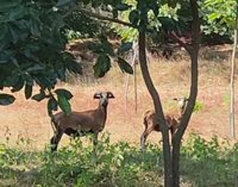   couple de mouton du Cameroun  