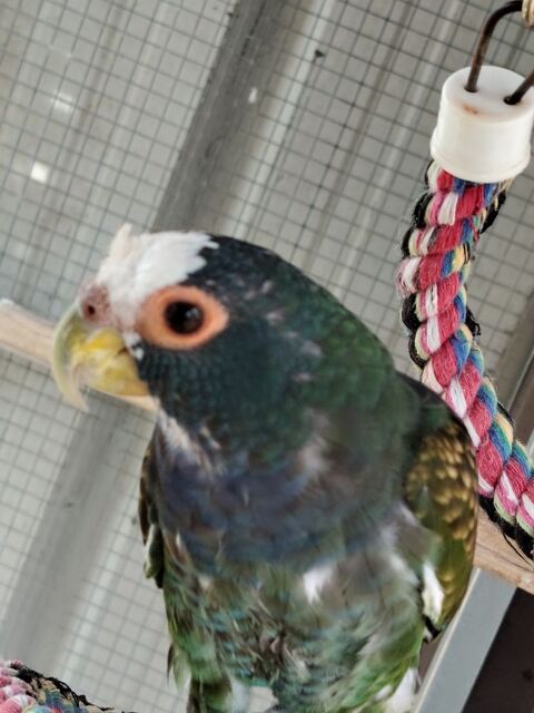 Couple de pionus sinelis 800 47200 Marmande