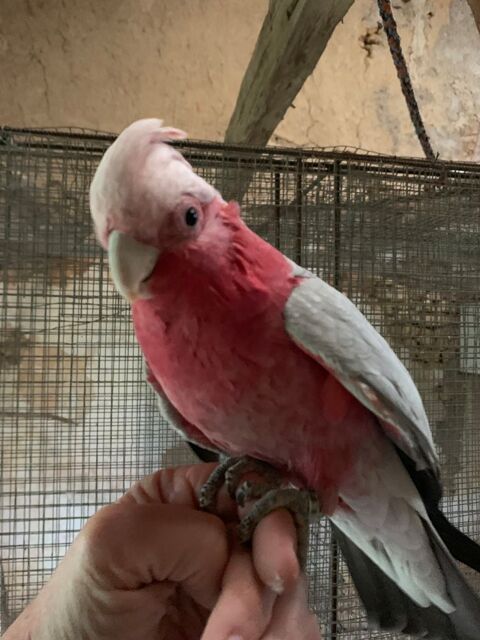 cacatoes rosalbin perroquet 900 86000 Poitiers