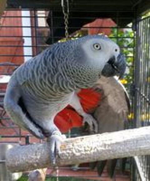   PERDU GRIS DU GABON 
