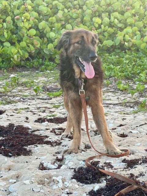 Bobby, l'adorable x berger 350 78000 Versailles