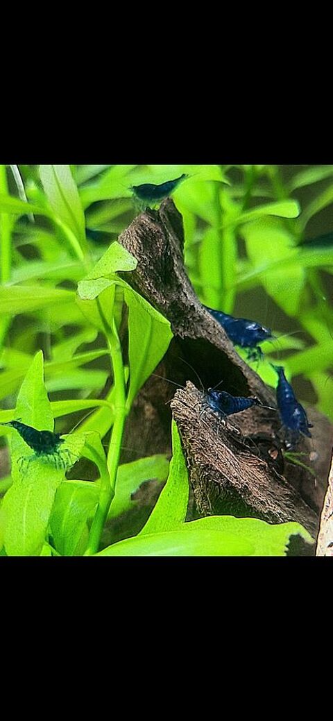 Crevette blue Velvet
3 80120 Rue