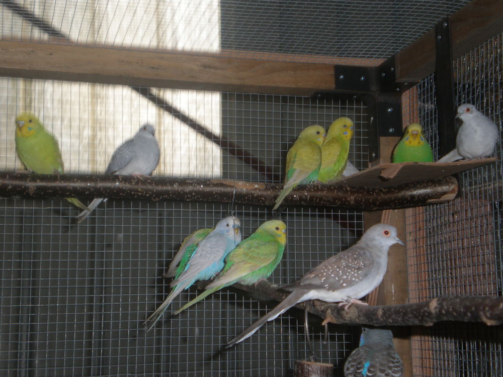   perruches ondulées 