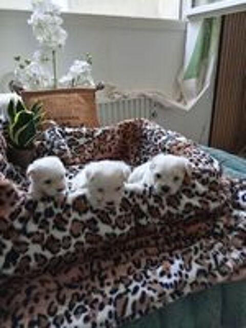   A réserver : magnifiques chiots bichons maltais 
