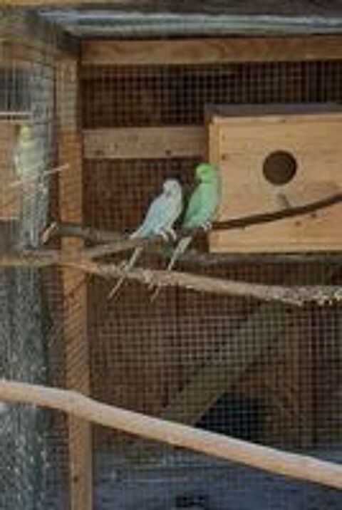   Couple Perruche a collier mutation edged/cleartail  