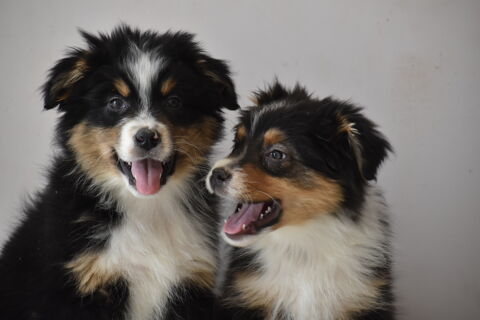 Magnifiques chiots Berger Australien 1600 71220 Verosvres