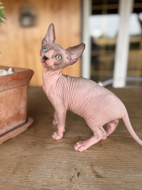 5 magnifiques chatons SPHYNX  0 71130 Gueugnon