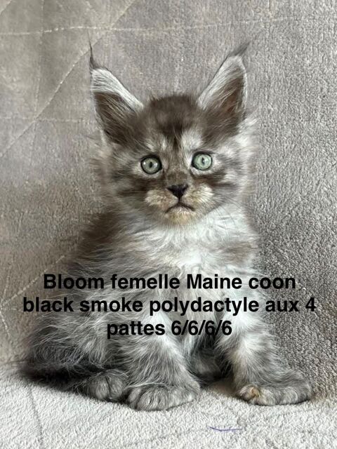 Chatons Maine coon femelles 1250 54290 Mangonville