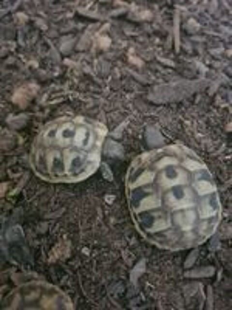   Tortues terrestres de terre juvéniles bébé de terre 