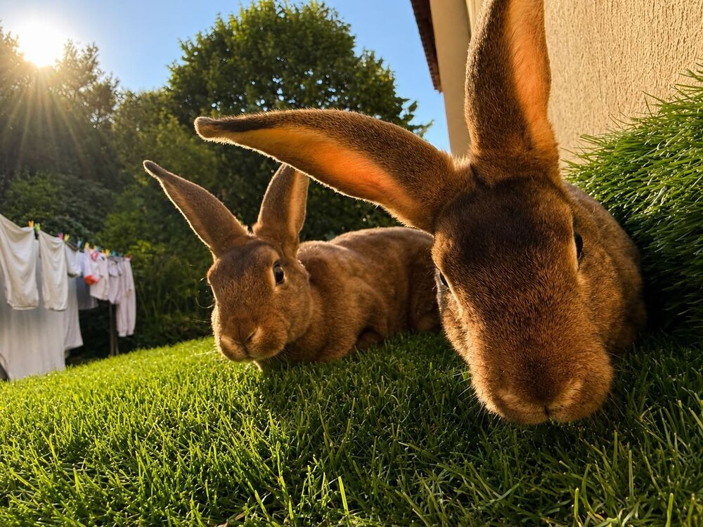 lapins Jardin