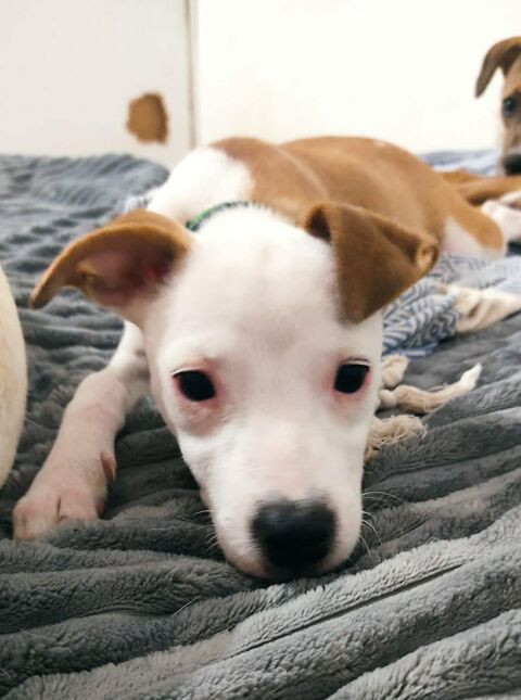 Super NOVA la petite &eacute;toile 300 87000 Limoges