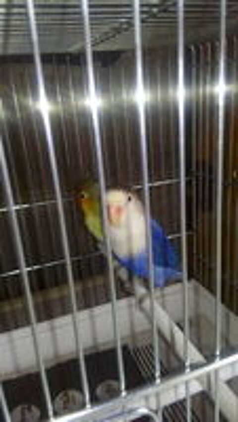   ins�parables de fischer 