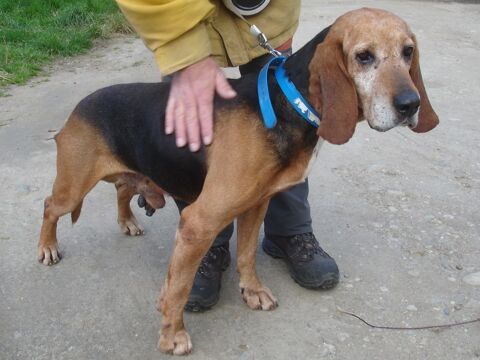 BRUNO, bruno du jura, 9 ans SAUVETAGE 0 38790 Dimoz