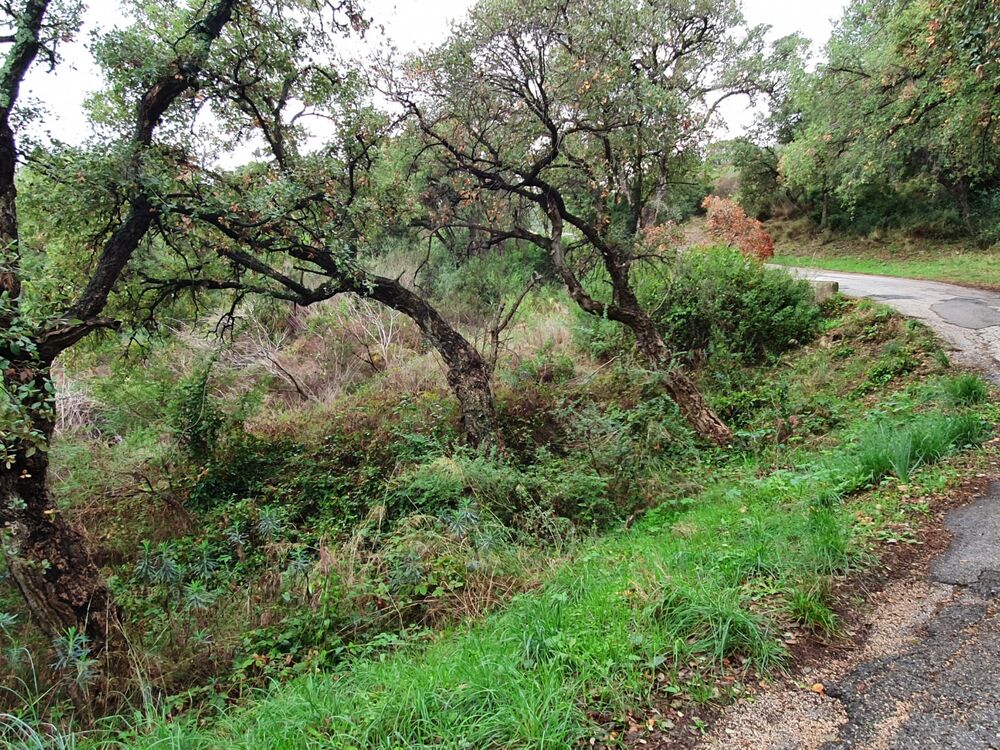 Vente Terrain Terrain boisé sur les hauteurs de HYÈRES Hyères