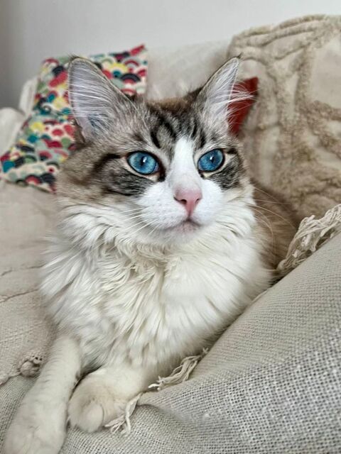 Luna douce chatte typée ragdoll 180 75017 Paris