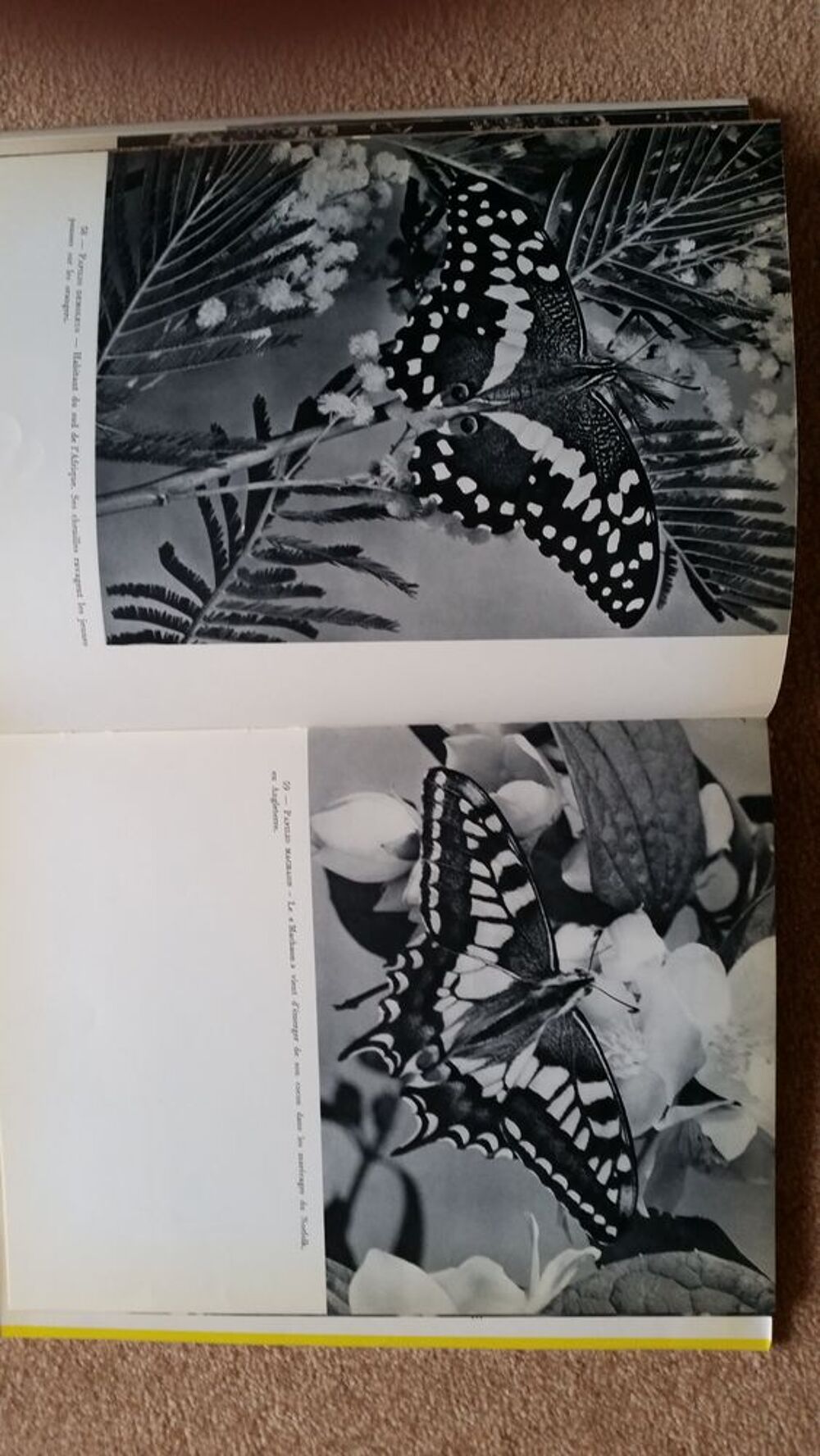 LES PLUS BEAUX PAPILLONS. ( livre ) Livres et BD