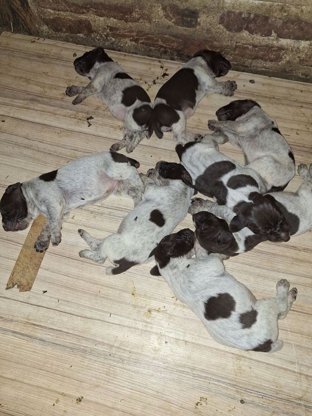   A réserver Chiots Braque Allemand LOF. 