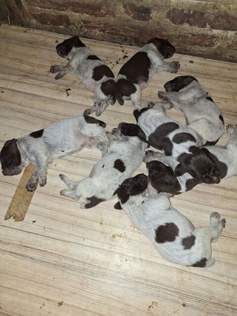 A r&eacute;server Chiots Braque Allemand LOF. 700 01340 Foissiat