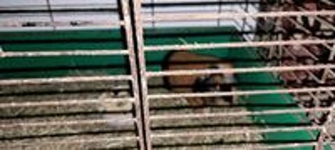    cochon dinde 