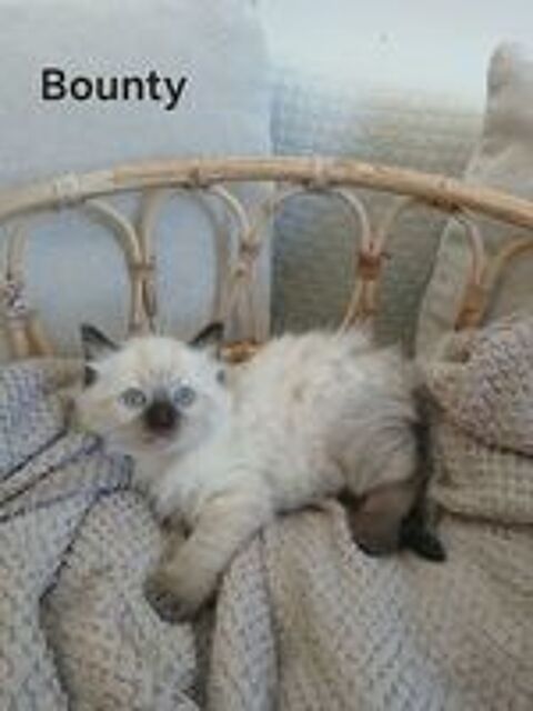   Chatons Ragdoll 