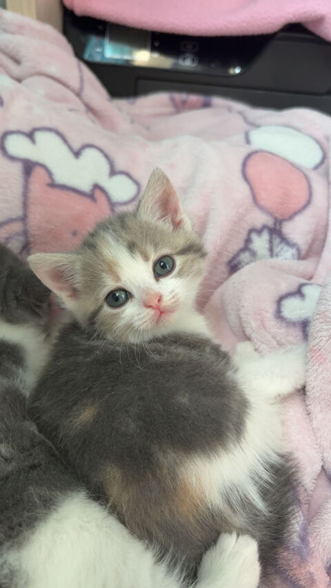 Chaton british shortair 0 77370 Nangis