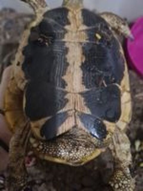   Couple tortue de terre terrestre mâle femelle  