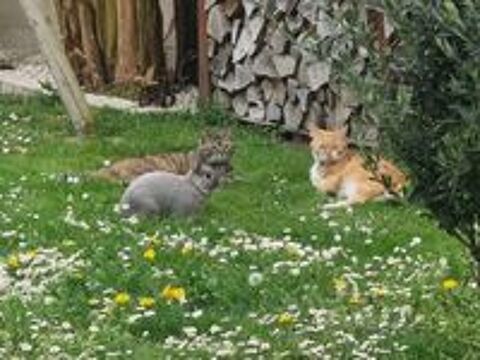   Donne mon lapin Panpan 