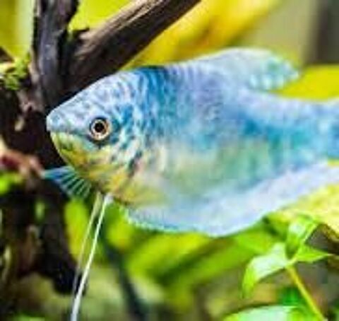 differents poissons eau douce , ancistrus , veuves noir ,ext 0 51310 Neuvy