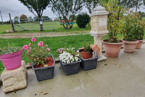 3 Grandes Jardinires avec Fleurs 50 Saint-Nicolas-de-Sommaire (61)