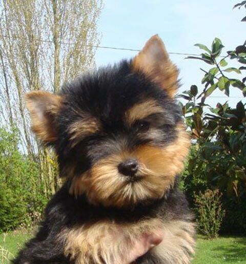  chiot yorkshire disponible 1800 77510 Saint-denis-l�s-rebais