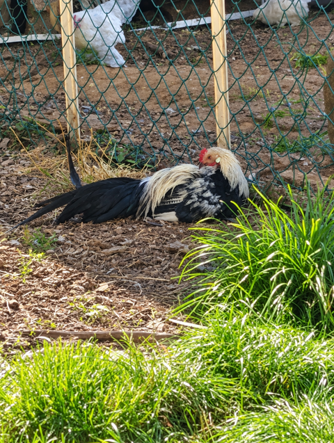 Jeune coq Phoenix argent&eacute; 10 88600 Bruyères
