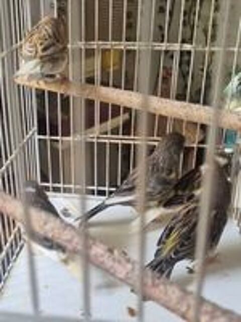   Femelles canari 2025 