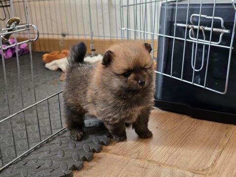 2 chiots Sptiz nain à reserver 0 01370 Pressiat