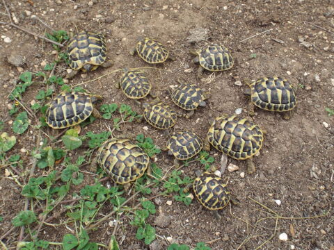 Tortues 0 17220 Saint-rogatien