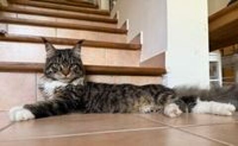   2 Chats Main Coon 