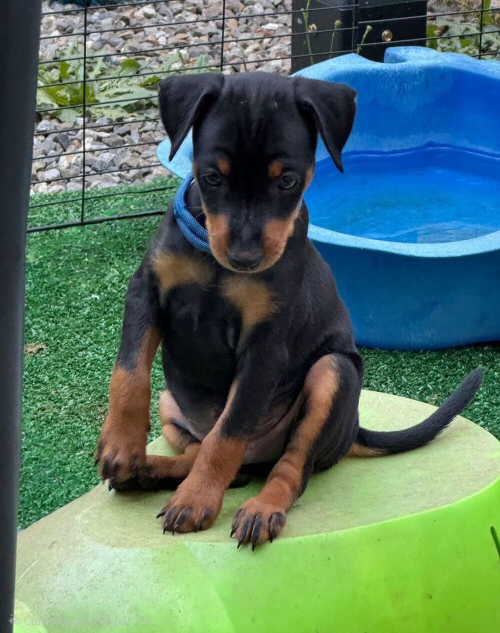   Pinscher Nain a la réservation  