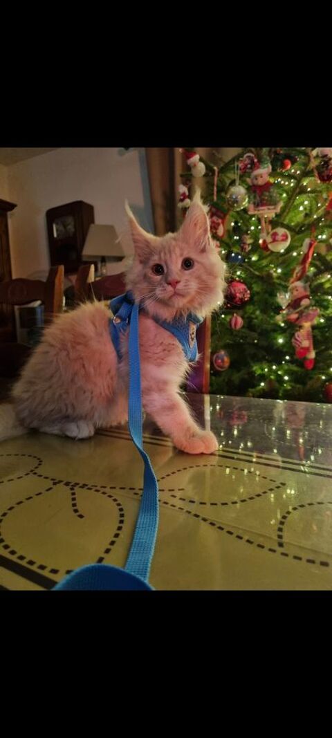 Maine coon 1080 78980 Saint-illiers-le-bois