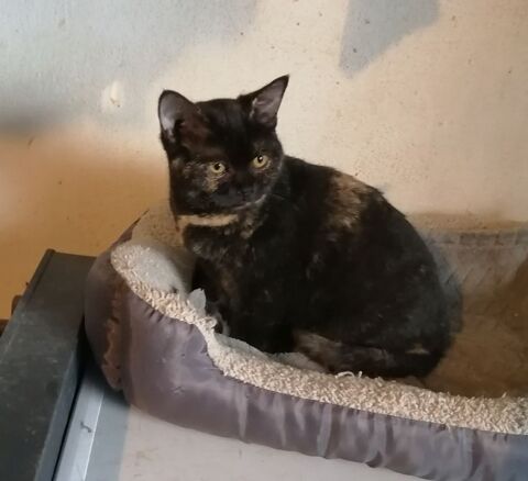 Jolie chatonne british black tortie 400 65370 Siradan