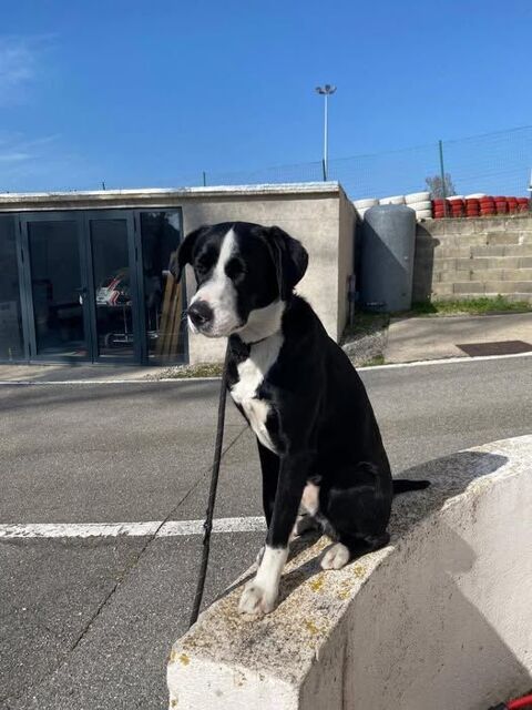 Chien ATLAS &agrave; l adoption 250 69390 Vourles