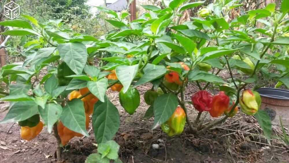Plants piment HABANERO bondamanjak des Antilles Jardin