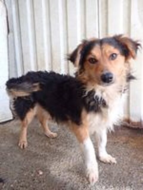   Helio � l'adoption 