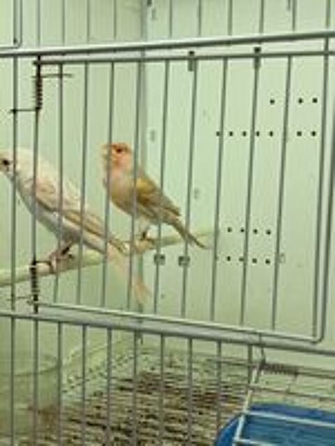   couple canaris 