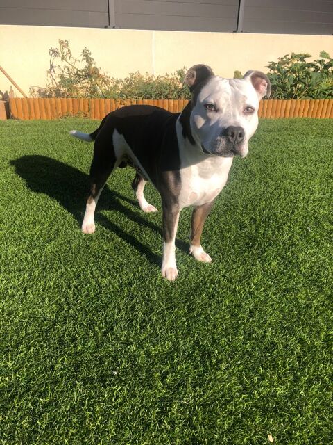 Saillie Staffie 35150 Janz