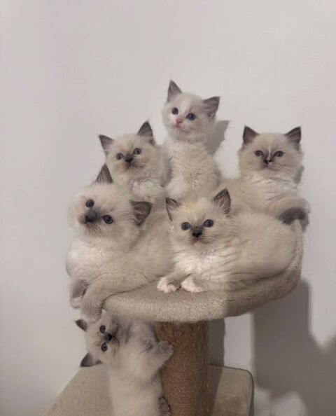 Chaton Ragdoll LOOF m&acirc;le Blue Point disponible 1600 92340 Bourg-la-reine