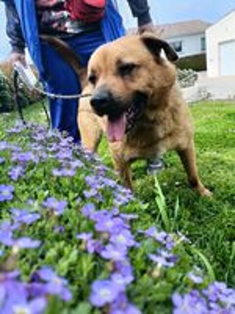   Paco m�le 2ans crois� malinois  