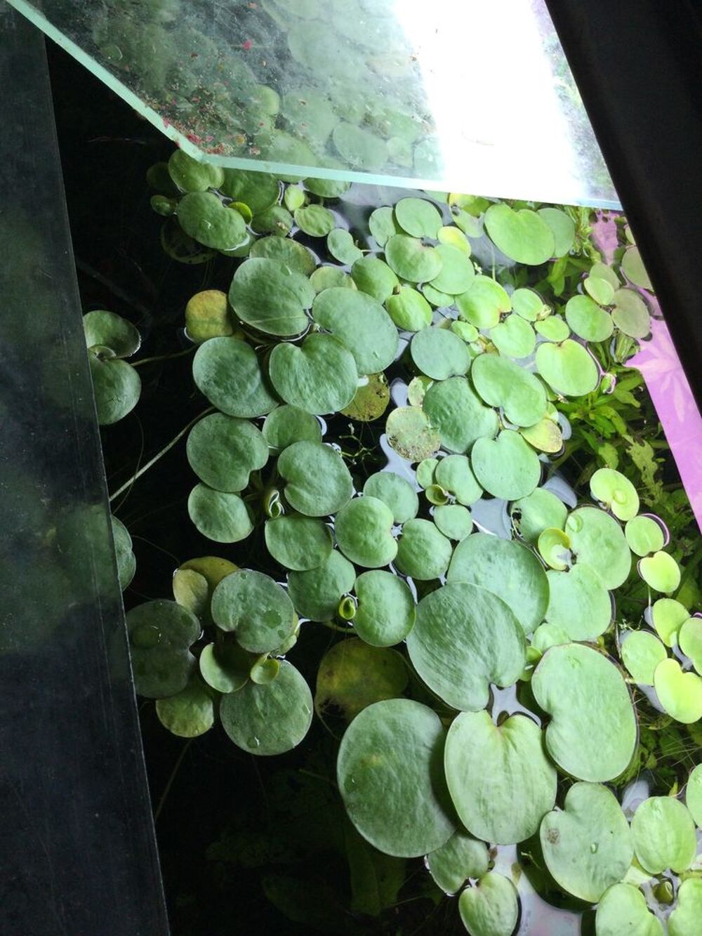   Plante aquarium grenouillette 