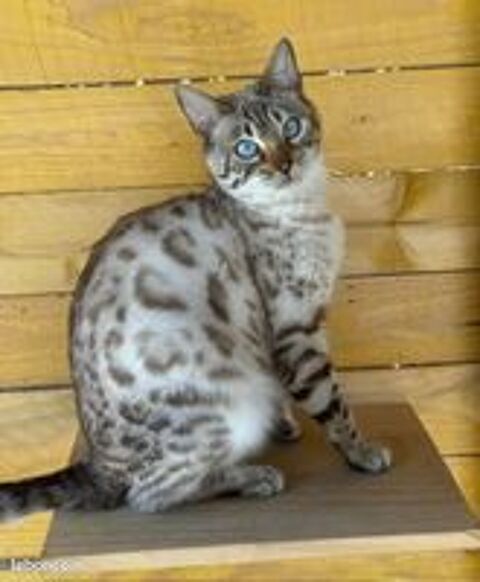   🐆 Bengal Brown – Prestigieuses lignées canadiennes & américaines ✨ Robes exceptionnelles – Livraison partout en France 🚚 
