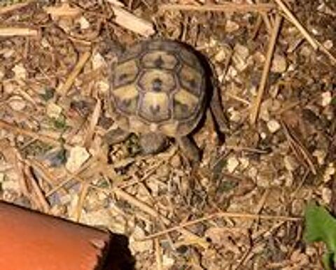   Bb tortue 