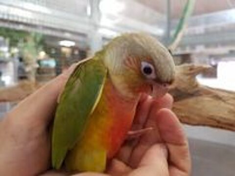   Conure de Molina apprivoise eam 2024 